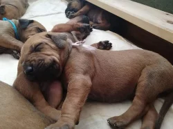! ! ! RHODESIAN RIDGEBACK ! ! !