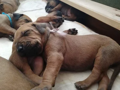 ! ! ! RHODESIAN RIDGEBACK ! ! !