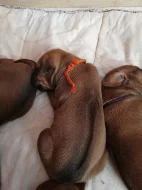 ! ! ! RHODESIAN RIDGEBACK ! ! !