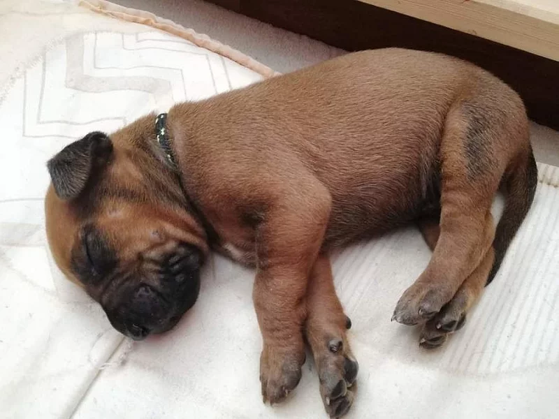 ! ! ! RHODESIAN RIDGEBACK ! ! !
