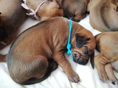 ! ! ! RHODESIAN RIDGEBACK ! ! !