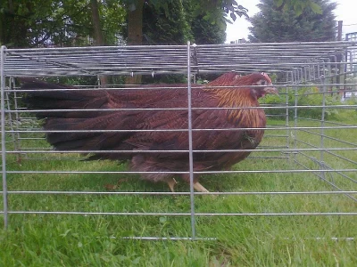 Mladé slepičky Vlaška koroptví - 10 týdnů