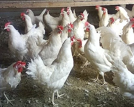 Mladé slepičky Leghorn - 10 týdnů