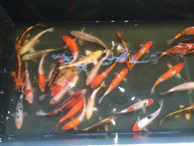KOI AA 35-40cm
