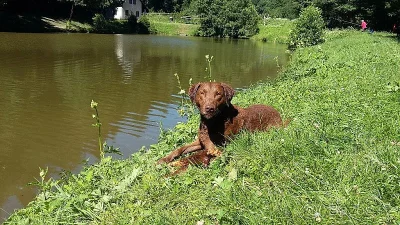 4 letý Chesepeake bay retriever s PP
