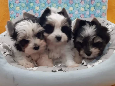 Prodám štěnata Biewer s PP