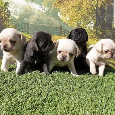 Krásné Mops Miminka