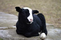 Jehňata