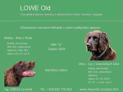 Německý dlouhosrstý ohař - štěňata s PP