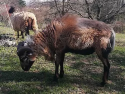 Kamerunský beránek