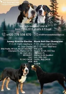 Velký švýcarský salašnický pes - štěňata