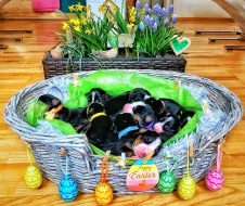 Velký švýcarský salašnický pes - štěňata