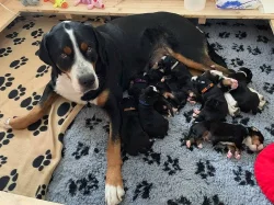 Velký švýcarský salašnický pes - štěňata