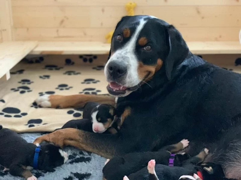 Velký švýcarský salašnický pes - štěňata