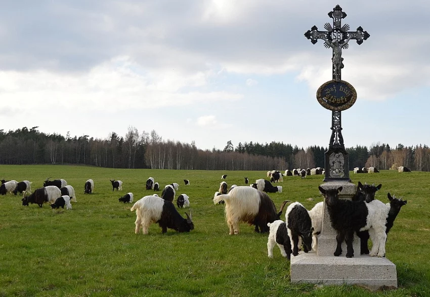 Walliserská koza, prodám letošní kozičky a kozlíky