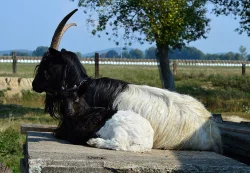 Walliserská koza, prodám letošní kozičky a kozlíky