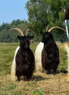 Walliserská koza, prodám letošní kozičky a kozlíky