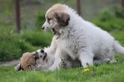 Pyrenejský horský pes s PP