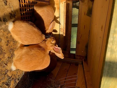 Burgundský králík