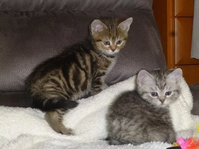 BRITSKÁ KOŤÁTKA bez P.P.