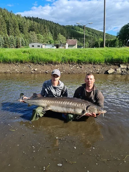 Jeseter jadranský 40-60kg/ks