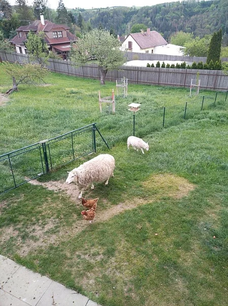 ovci a jehně