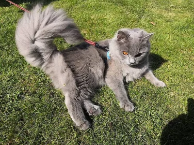 Krytí - Britská modrá kočka