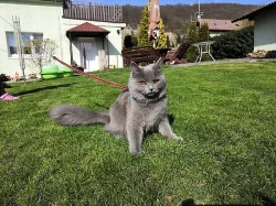 Krytí - Britská modrá kočka