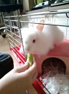 Teddy kralik
