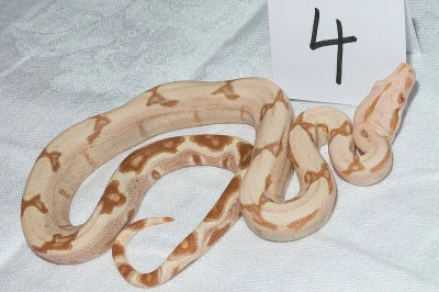 Hroznýš královský (Boa constrictor)