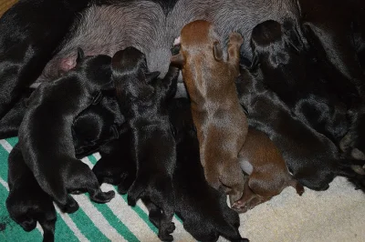Patterdale teriér štěňata