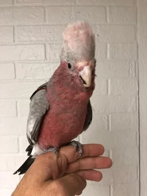 Rose Breasted Cockatoo
