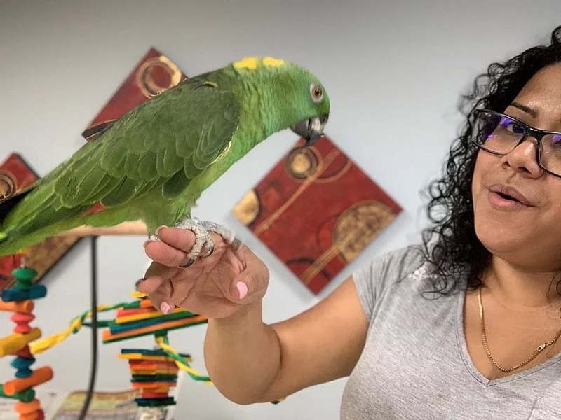 Yellow Naped Amazon