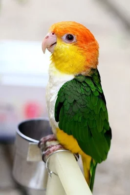 bílá bellied caique