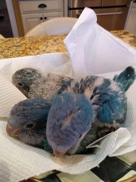 dostupný quaker papoušek