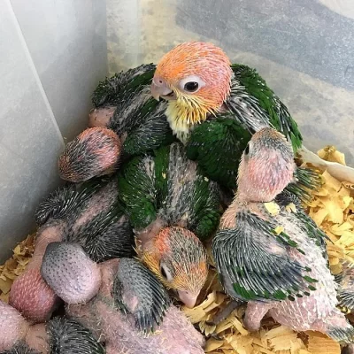 bílá bellied caique