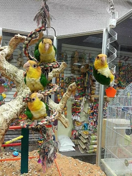 White Bellied Caique