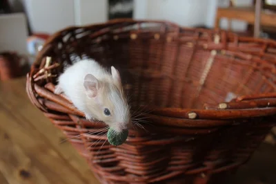 Osmák degu sand/white