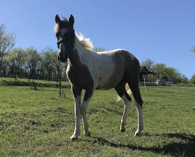 Roční hřebeček paint horse