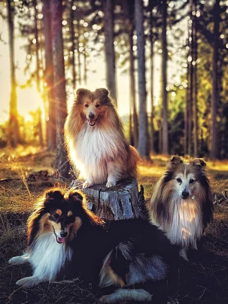 Sheltie