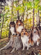 Sheltie