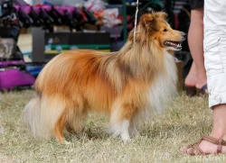 Sheltie