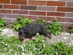 Gordonsetr – štěňata (Gordonsetter)