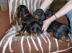 Gordonsetr – štěňata (Gordonsetter)