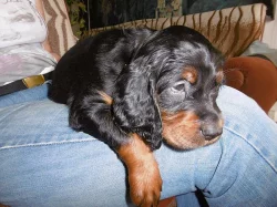 Gordonsetr – štěňata (Gordonsetter)