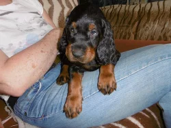 Gordonsetr – štěňata (Gordonsetter)