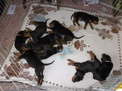 Gordonsetr – štěňata (Gordonsetter)