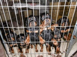 Gordonsetr – štěňata (Gordonsetter)
