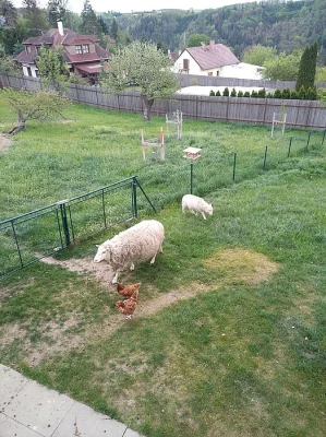Ovce a Ovečku