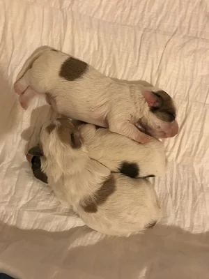 Štěňata Coton de tulear s PP